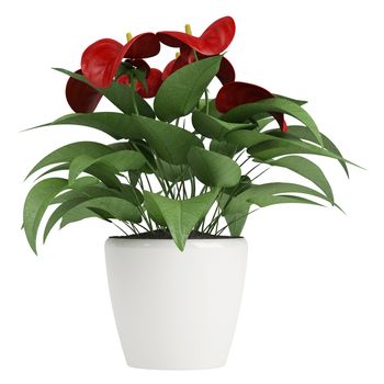 Anthurium flowers with a deep red spathe blooming on an indoor pot plant isolated on white