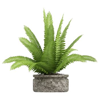 Nephrolepis fern potted up in a container as a decorative foliage houseplant isolated on white