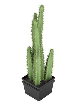 Pilosocereus cactus or columnar hairy cactus, which has hairy areoles with golden spines growing in a container as a houseplant isolated on white