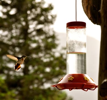 Hummingbird Feeding 3