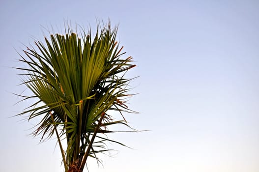 Palmetto Tree