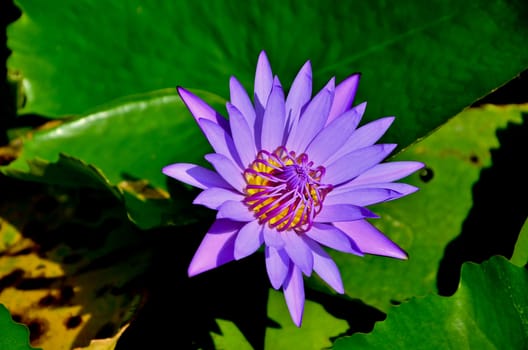 Water lily