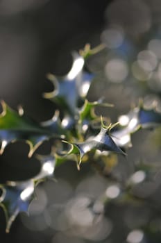 Dark green Holly pointed Leafs with a blurred background