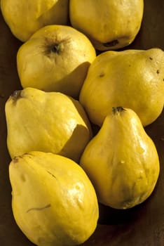 Organic quinces in wooden bowl as background