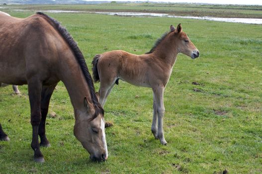 Brown Horse and its Foal Filly in a Meadow