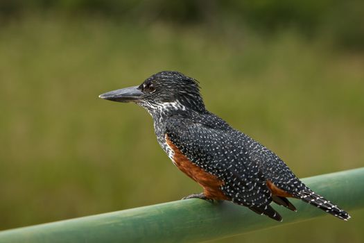 Portrait of a Giant Kingfisher Megaceryle Maxima South Africa