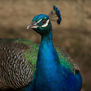 Beautiful peacock in a garden