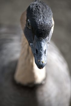 Close up of a goose looking into the camera