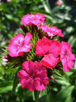 The image of flower of red carnation