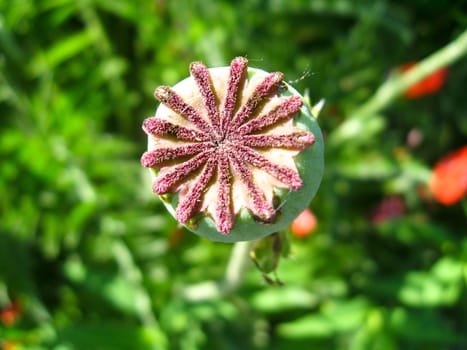 the image of green head of a poppy