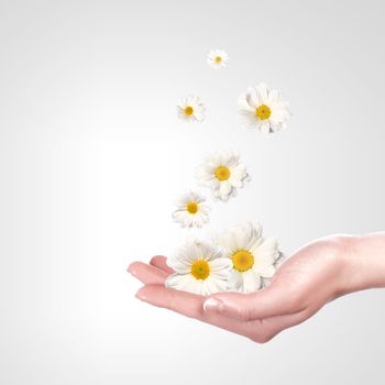 Illustration of camomile flower on white background