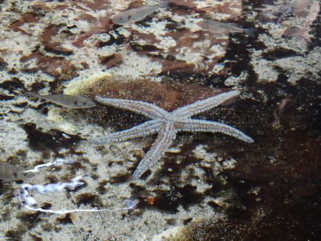 seastar and fishes