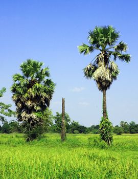 Sugar palm trees in the field ,Thailand