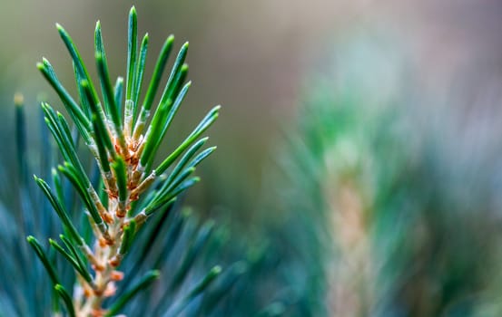 Macro shot of a young pine twig against a blurry natural background with a lot of copyspace.