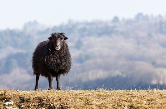 Portrait of a black domestic sheep Ouessant,which is the smallest sheep in the world, adapted to live in windy areas.