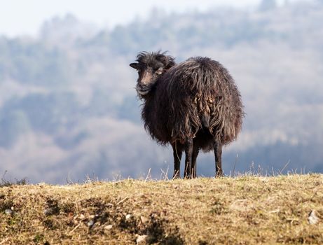 Portrait of a black domestic sheep Ouessant,which is the smallest sheep in the world, adapted to live in windy areas.