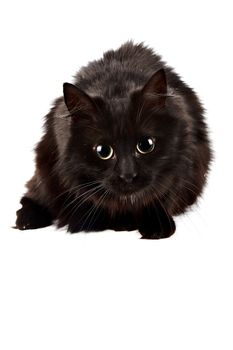 Black cat on a white background