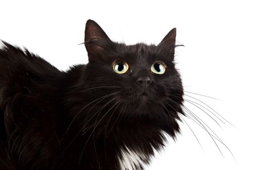 Portrait of a black cat on a white background