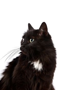 Portrait of a black cat on a white background