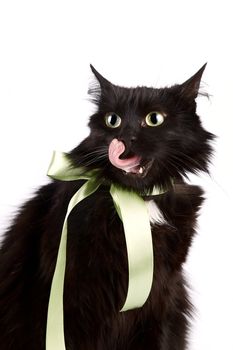 Portrait of a licking lips black cat with a green tape on a white background