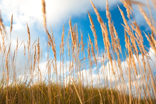 Grass ears and sky with clouds. Low angle with shallow dof.