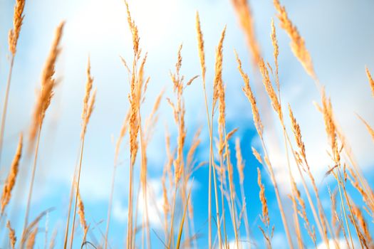 Grass ears over the blue sky.