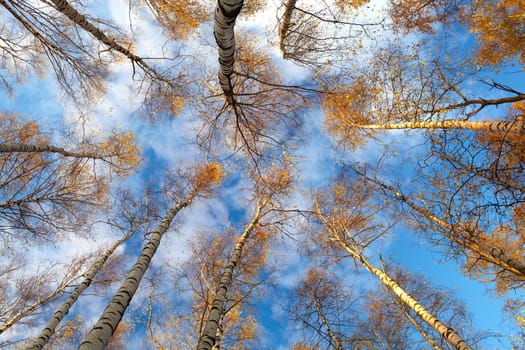 Looking up in a birch trees. Beautiful nature background. Low angle shot.