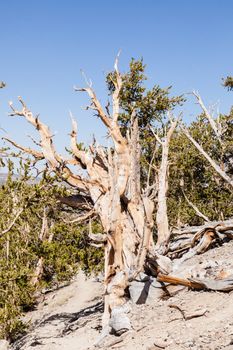 Ancient Bristlecone Pine Forest is high in the White Mountains in Inyo County in eastern California.