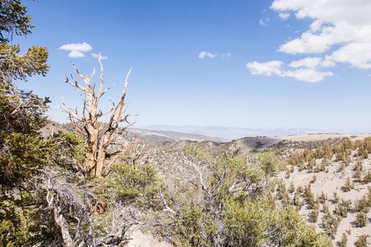 Ancient Bristlecone Pine Forest is high in the White Mountains in Inyo County in eastern California.