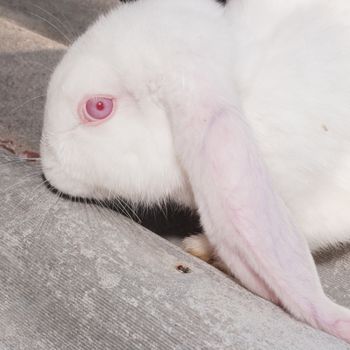 Albino op eared European domestic rabbit