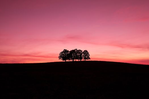 Lonely trees on the hill