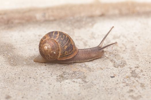 Helix aspersa, known by the common name garden snail, is a species of land snail, a pulmonate gastropod that is one of the best-known of all terrestrial molluscs.
