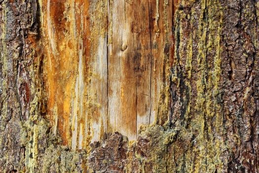 an old scar healing on a spruce trunk