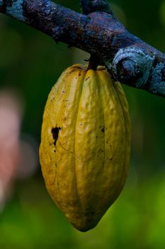 fresh ripe Yellow cocoa ready to be processed into chocolate.