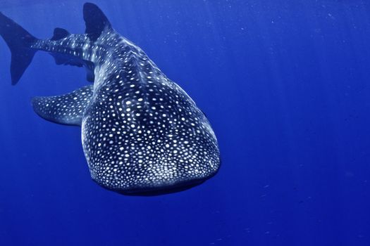 A huge whale shark turns towards the camera in the blue waters of Honduras.