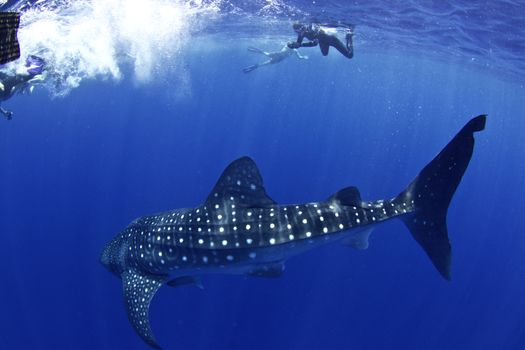 A huge whale shark turns towards his admirers in Utila honduras. A huge whale shark turns towards his admirers in Utila honduras.