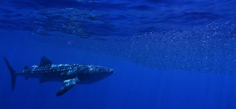 A huge Whale shark feeding on tiny bait fish in the blue.
