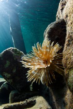 A tube worm in the shallow warm waters of The Caribbean