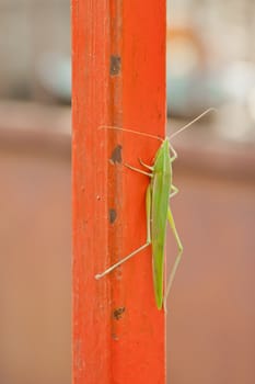 Close-up green grasshopper is clinging.