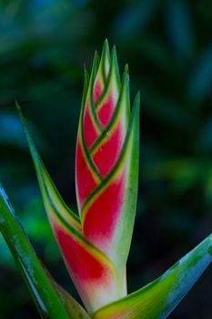 Colorful tropical flower in the rainforest