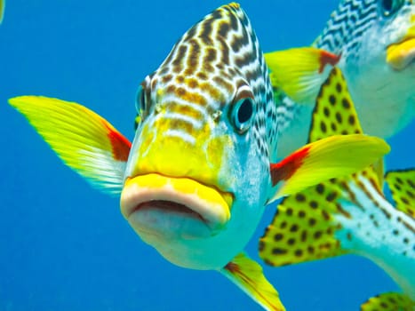 Colorful diagonal banded sweetlip on Australia's Great barrier reef.