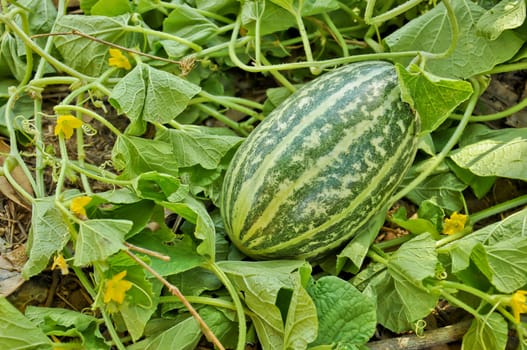 Baby watermelon in the garden.