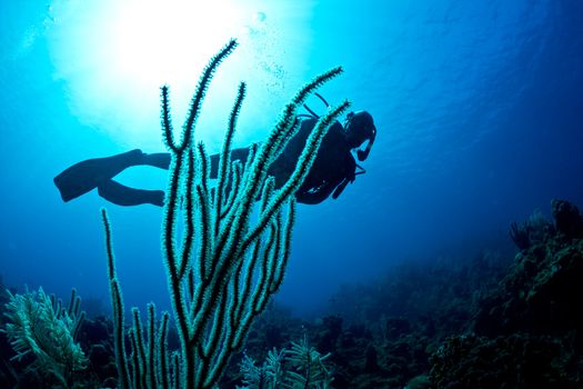 A lady scuba dives on a tropical reef on Roatan island