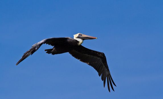 A Pelican glides above the ocean.