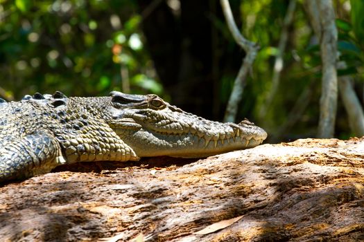 A saltwater crocodile sunbakes amoungst the mangroves in Australia. tree frog on red cup