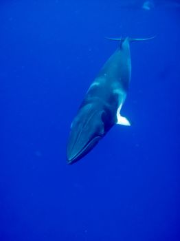 A huge Minke whale swims by in the Blue of the great barrier reef.