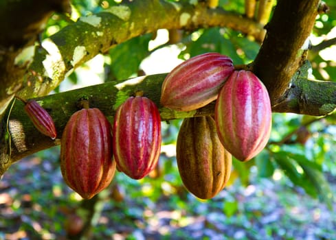 ripe red cocoa ready to be processed into chocolate.