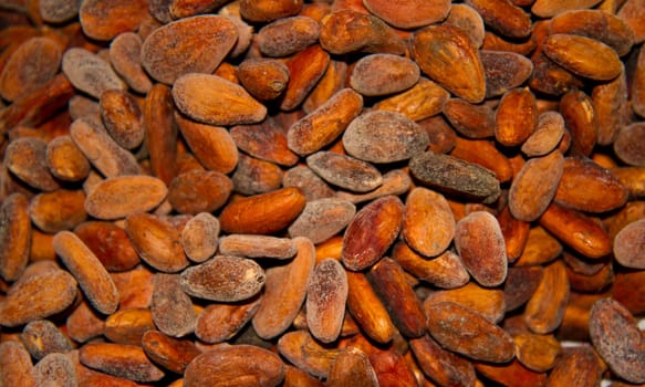 Seeds of the cocoa fruit ready to be processed into chocolate.