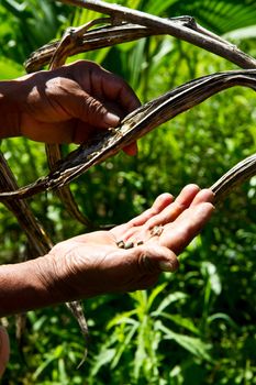 Grain is harvested by hand in Belize.