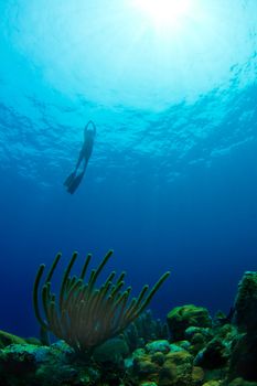 A free diver ascends from a tropical reef in Utila,  Honduras